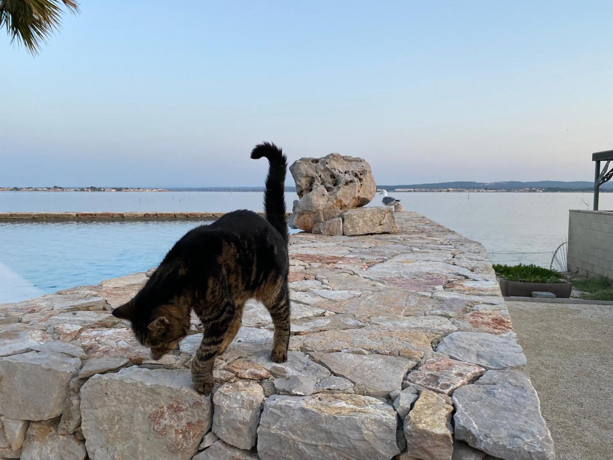 Les Pieds Dans L'Eau Bed & Breakfast Sete Luaran gambar